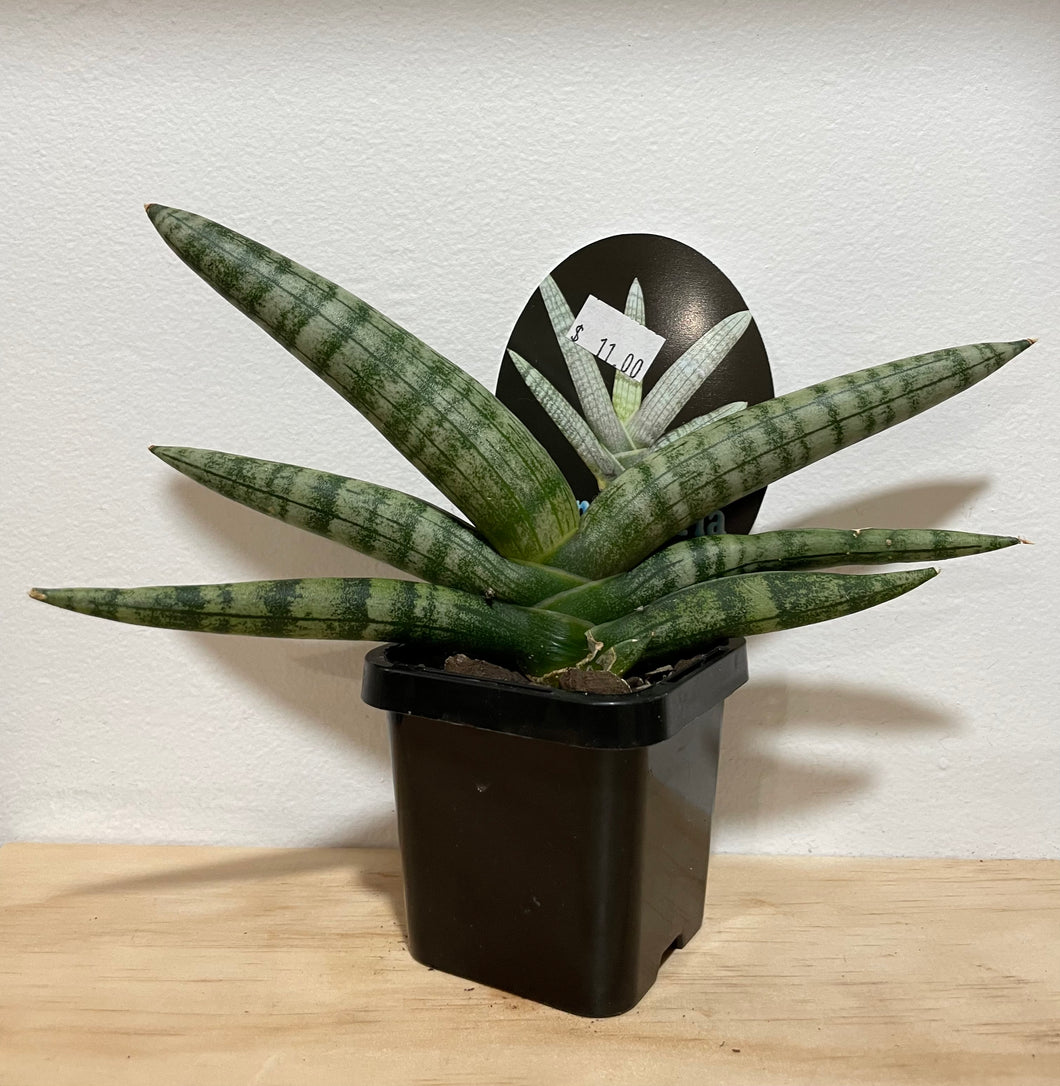 Sansevieria boncel in 7cm pot