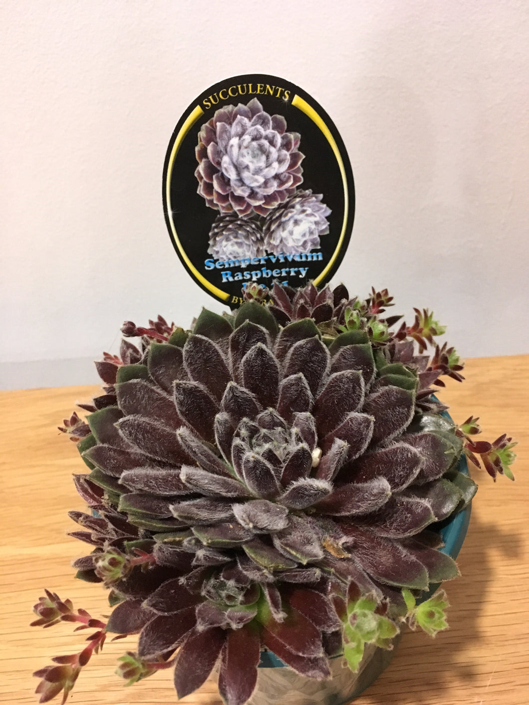 Sempervivum Raspberry Ice 21 in 13cm pot