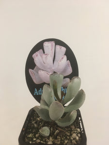 Adromischus triflorus in 7cm pot