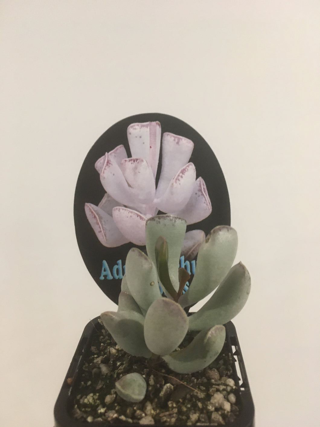 Adromischus triflorus in 7cm pot