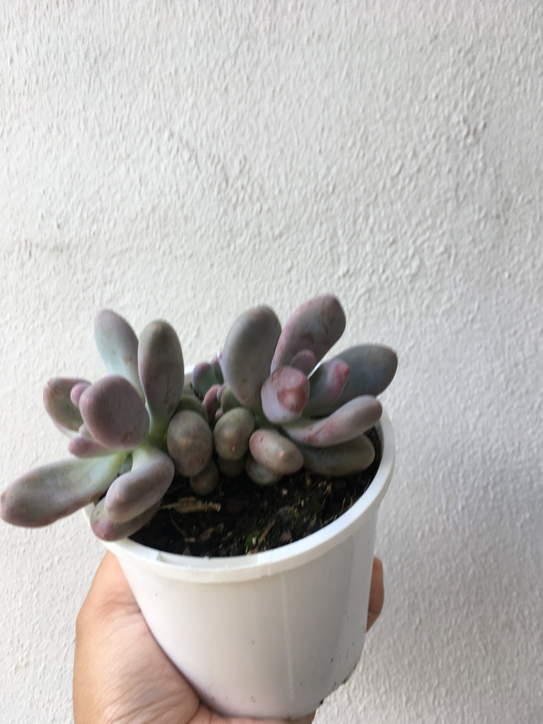 Pachyphytum glutinicaule “sticky moonstone” in 10cm pot
