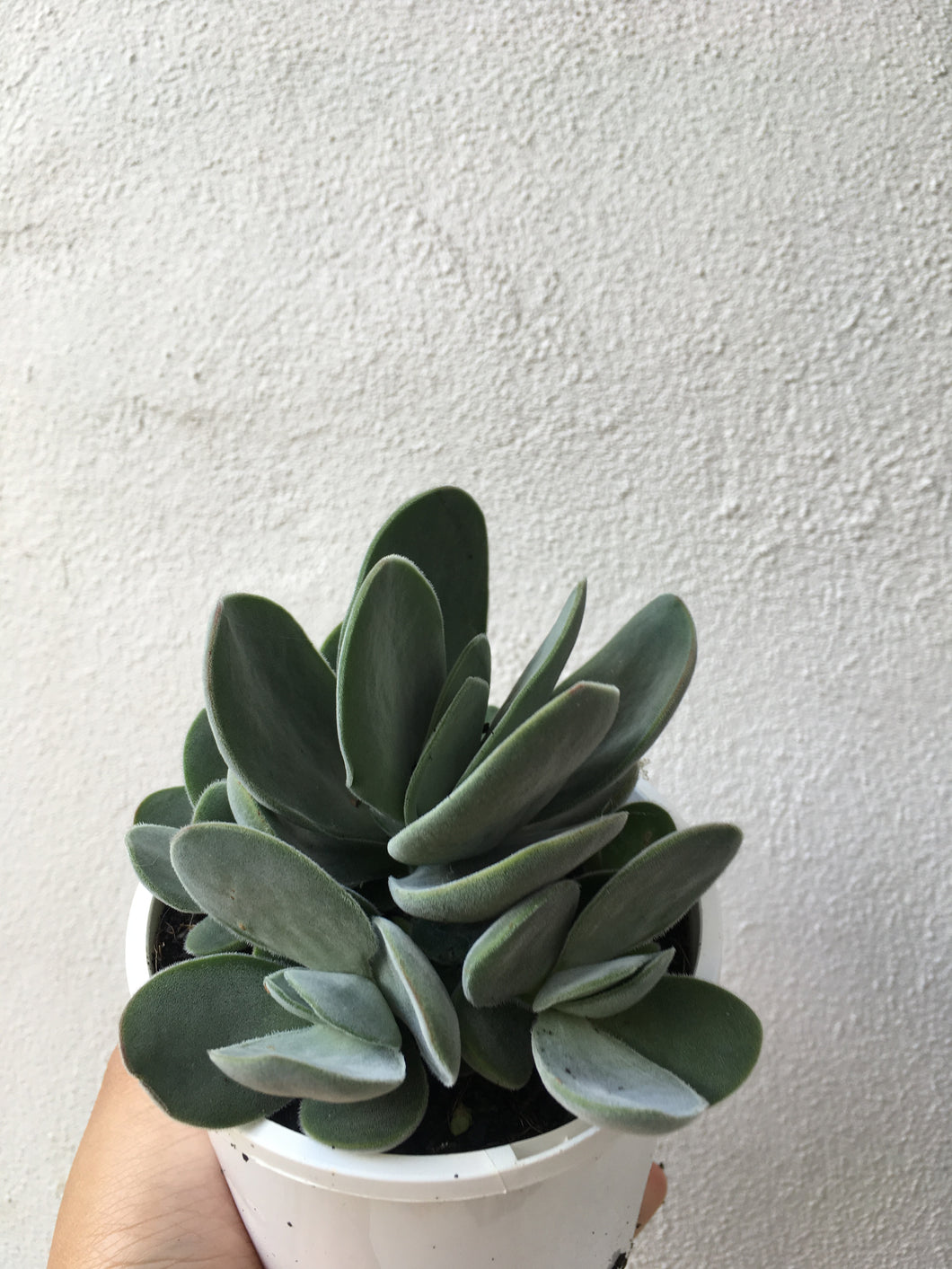 Crassula dubia in 10cm pot