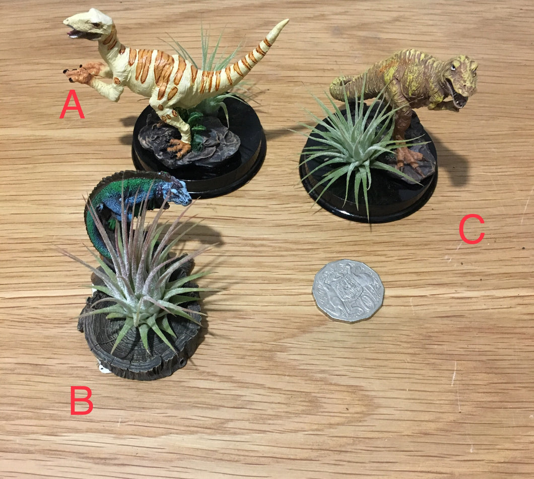 Air plant with dinosaur - size small