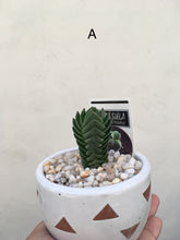 Load image into Gallery viewer, Crassula pyramidalis in 9cm decorative pot
