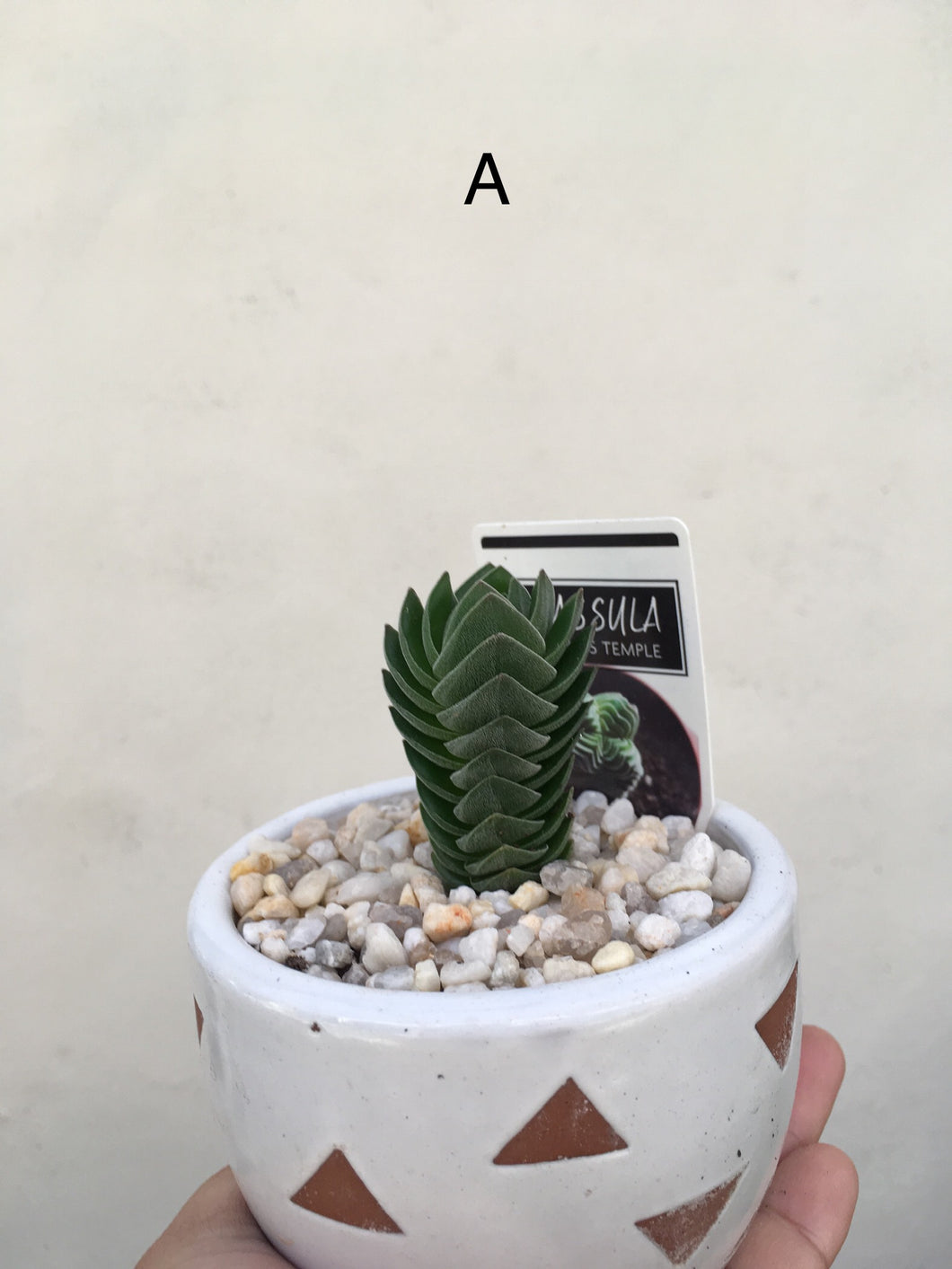 Crassula pyramidalis in 9cm decorative pot