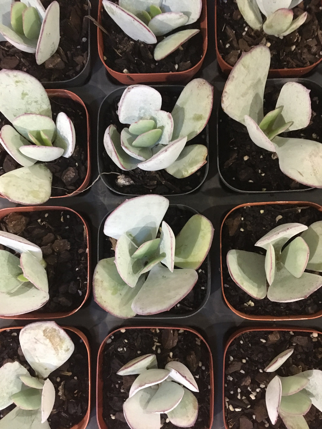 Crassula Silver Dollar in 7cm pot