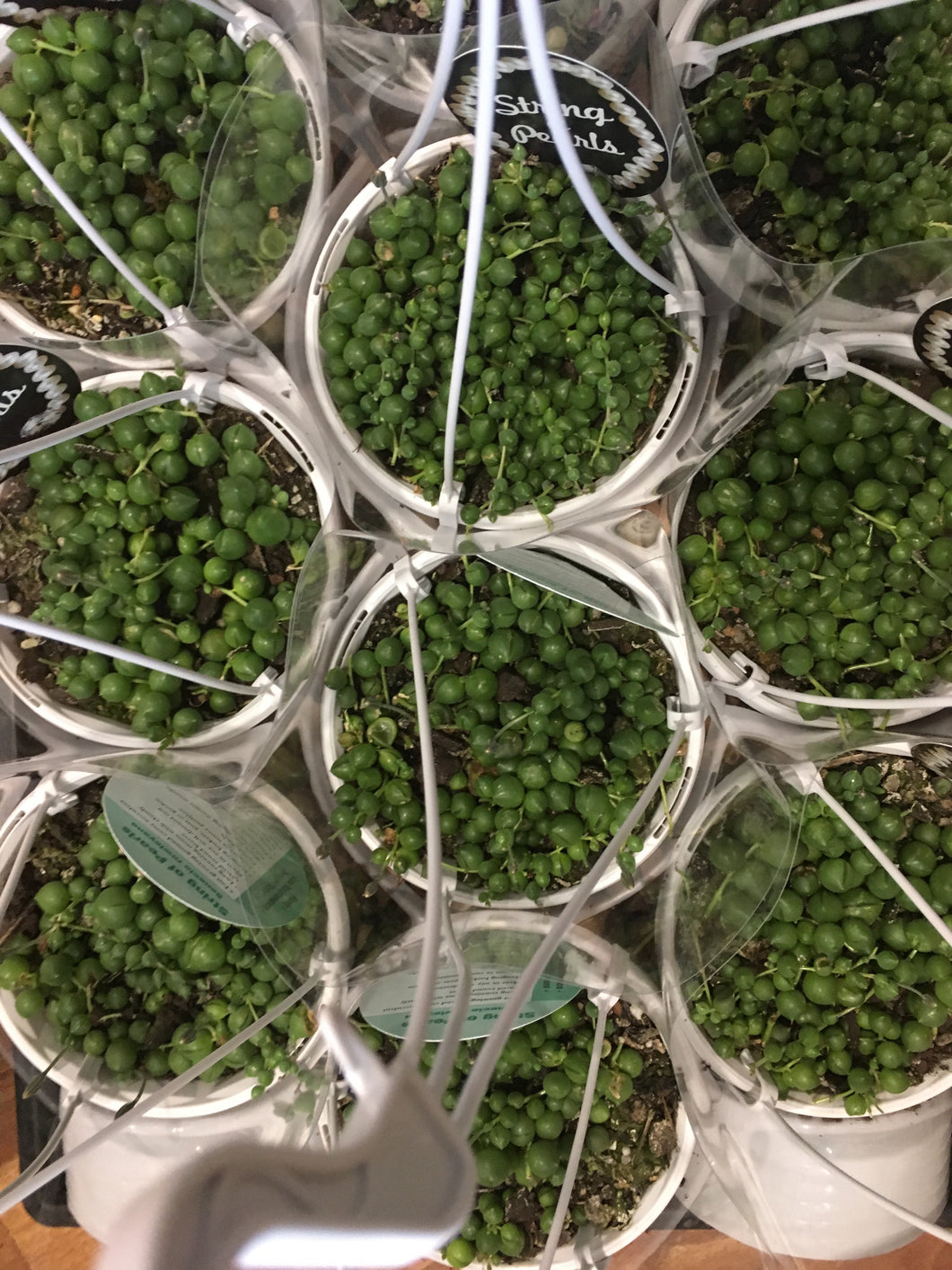 String of Pearls in 13cm pot