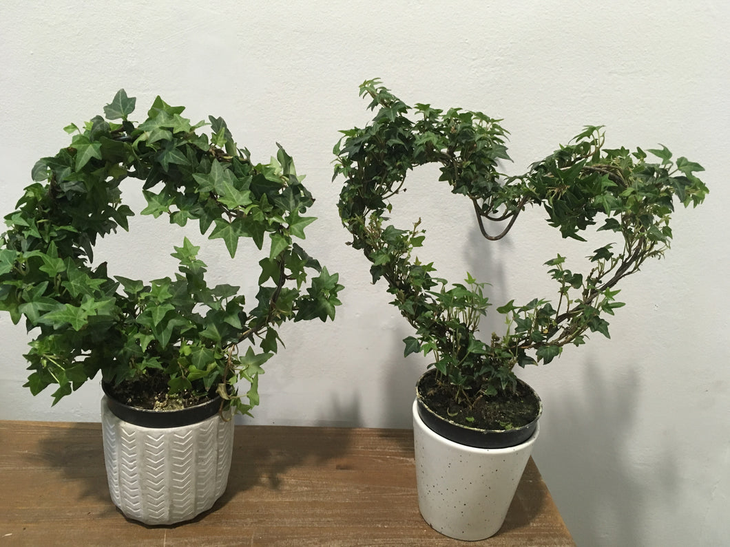 Hedera Helix Loop in 9.5cm nursery pot