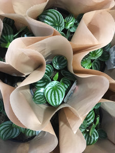 Watermelon Peperomia in 15cm pot