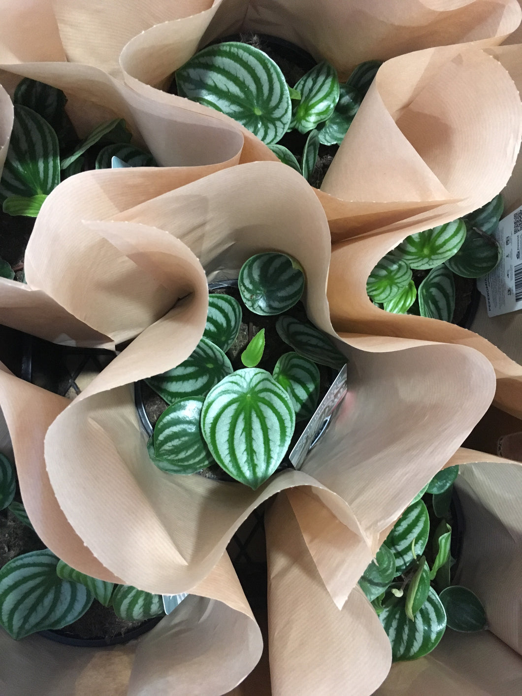 Watermelon Peperomia in 15cm pot
