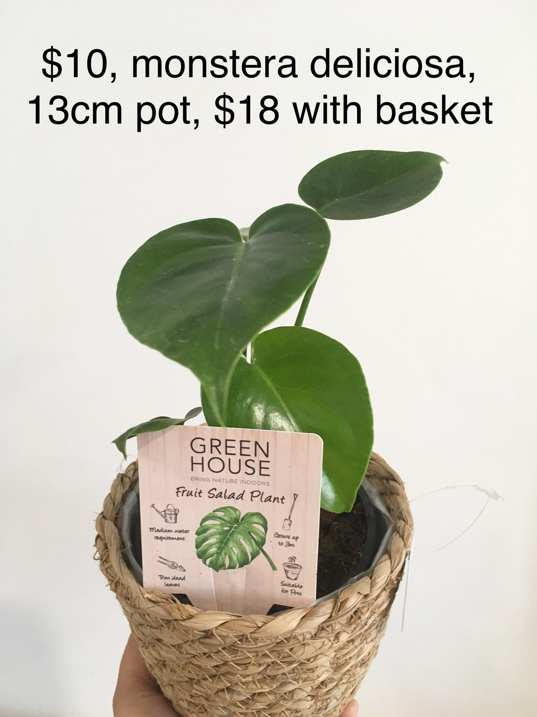 Monstera Deliciosa in 13cm nursery pot