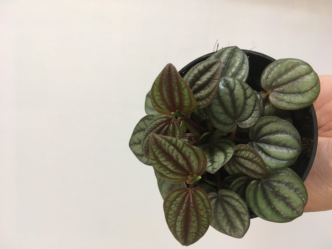 Peperomia Piccolo Banda in 9.5cm pot