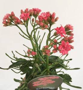 Kalanchoe Tarantula in 7cm pot