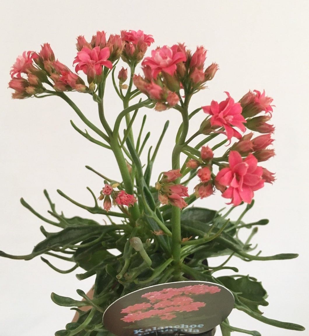 Kalanchoe Tarantula in 7cm pot
