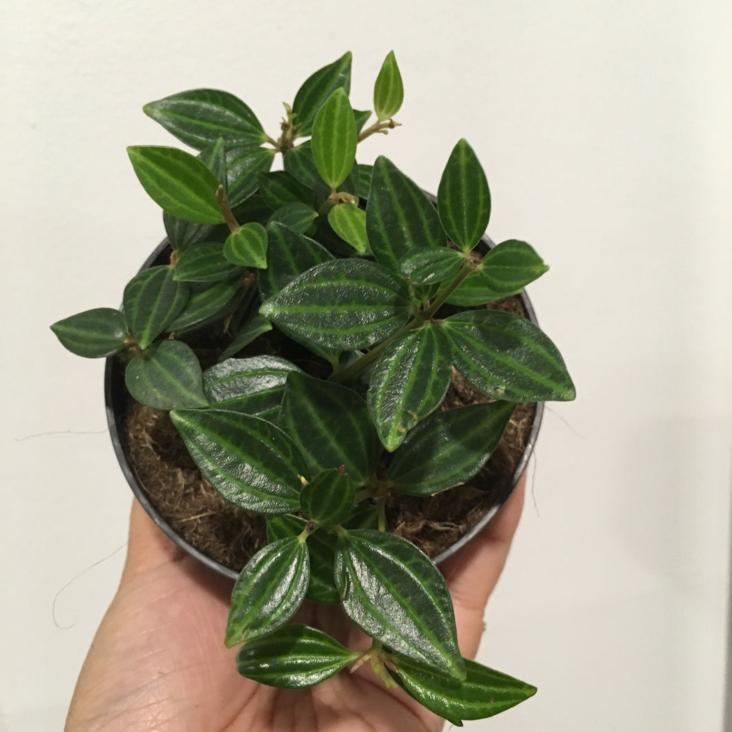 Peperomia angulata rocca verde in 9.5cm pot