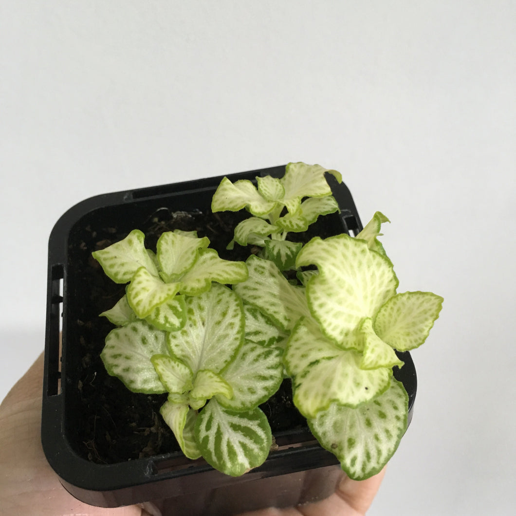 Fittonia White Star in 7cm pot