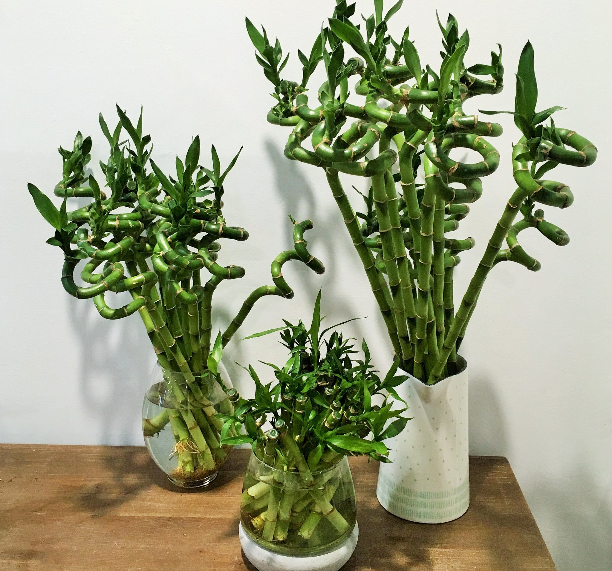 buy dracaena sanderiana Dracaena Sanderiana or Lucky Bamboo bare rooted – Pananom
