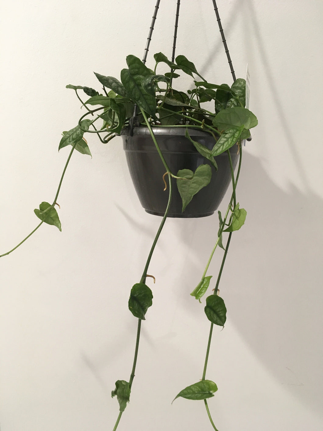 Monstera Siltepecana in 20cm pot