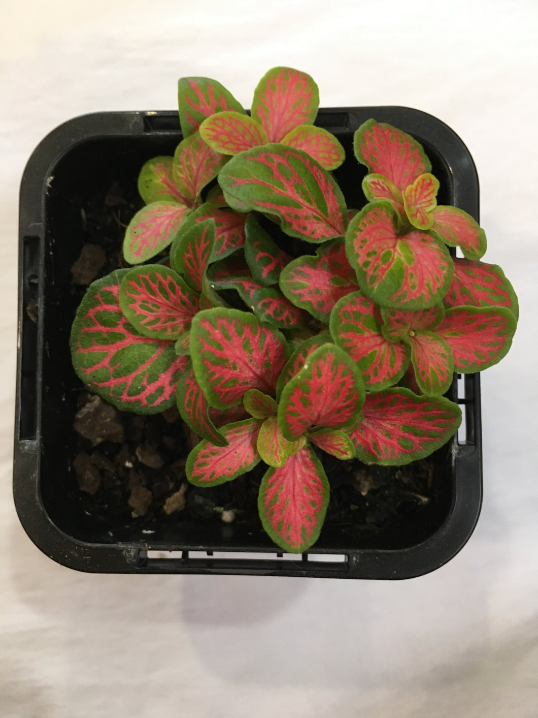 Fittonia minima neon in 7cm pot