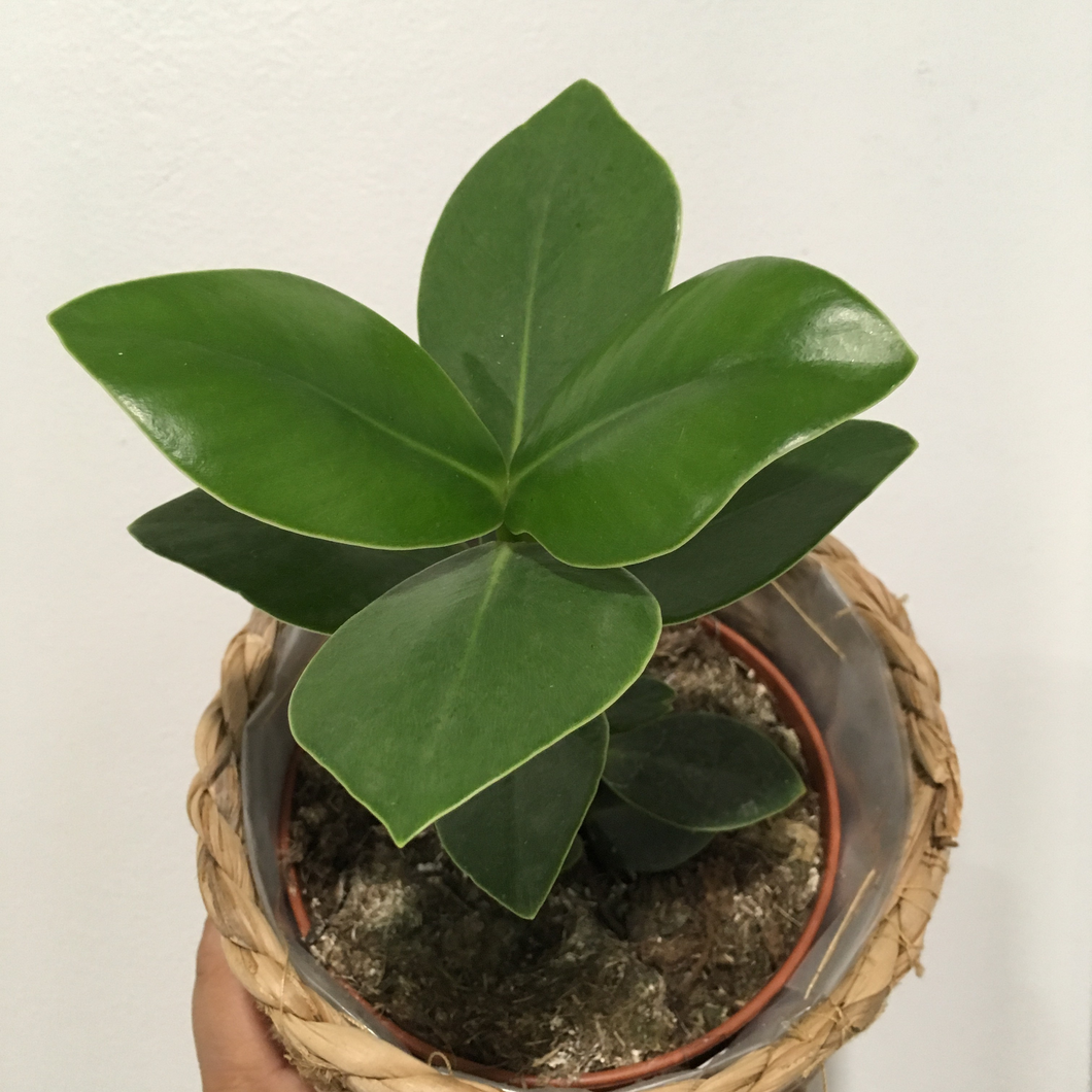 Clearance - Clusia Rosea in 12cm nursery pot