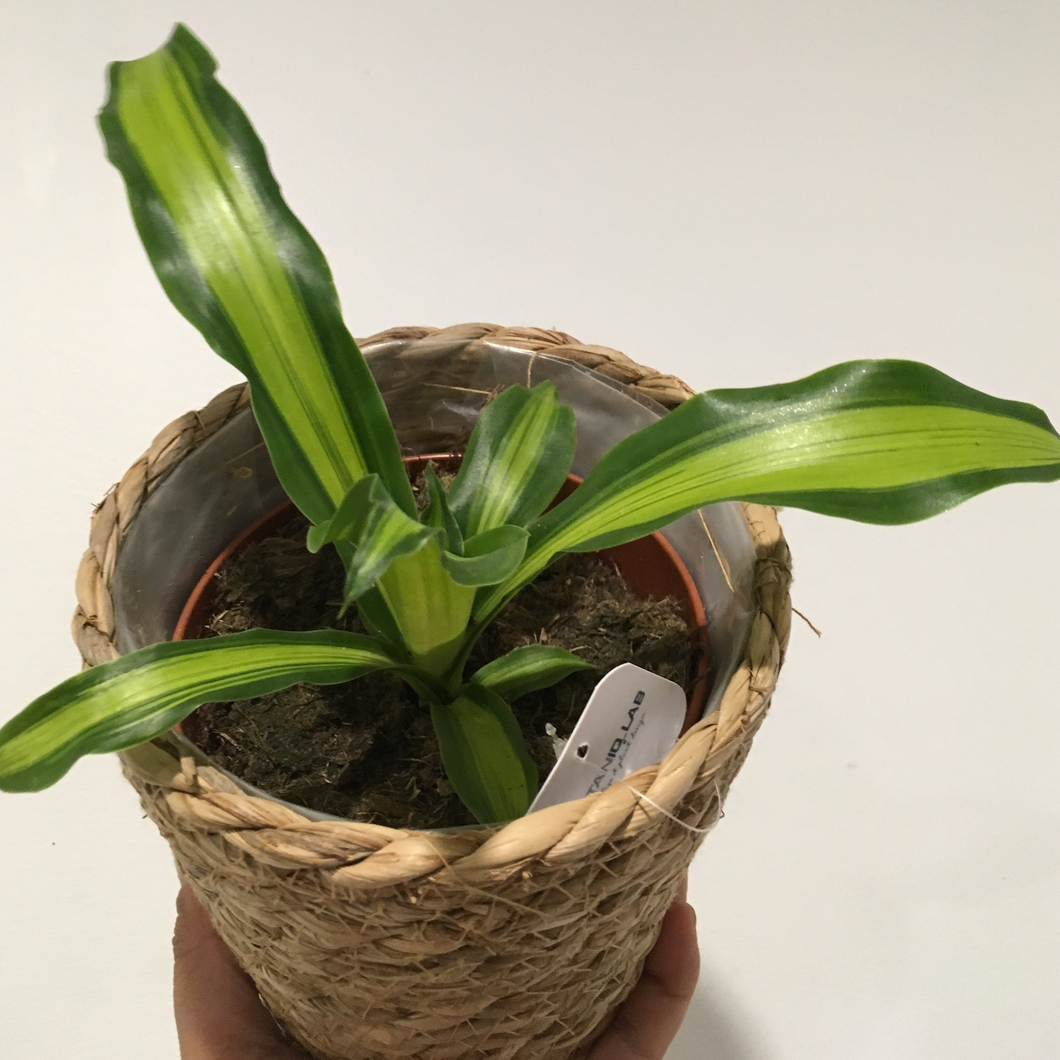 Clearance - Happy Plant in 12cm nursery pot