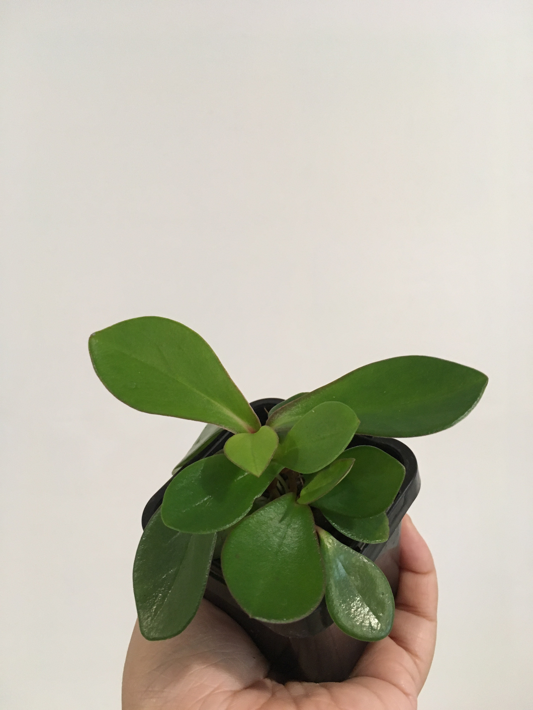 Peperomia Red Edge in 7cm pot