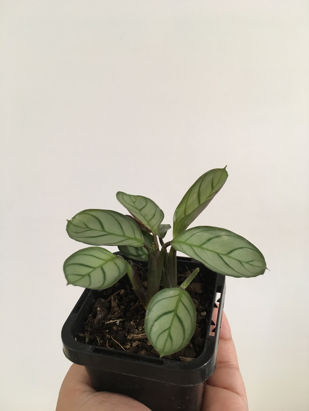 Ctenathe Grey Star in 7cm pot