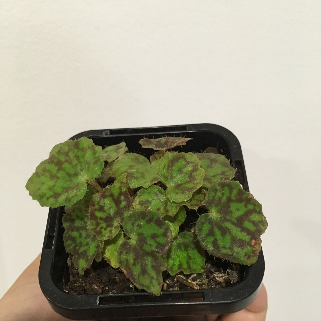 Begonia Bright Eyes in 7cm pot