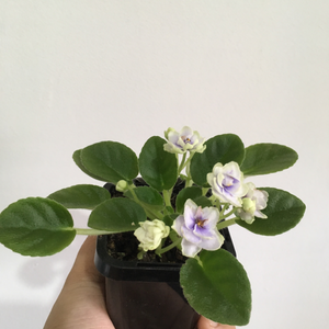 African Violet China Doll - White in 7cm pot
