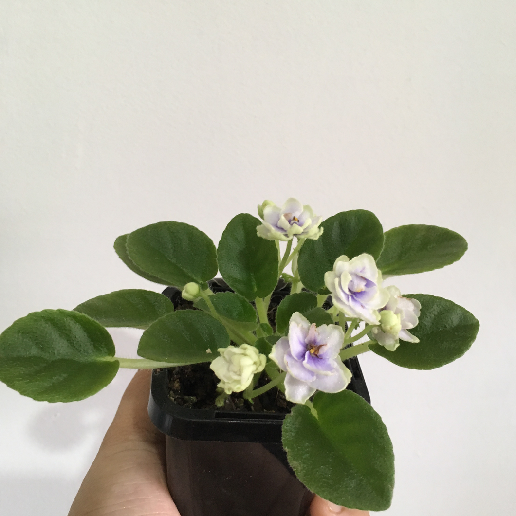 African Violet China Doll - White in 7cm pot