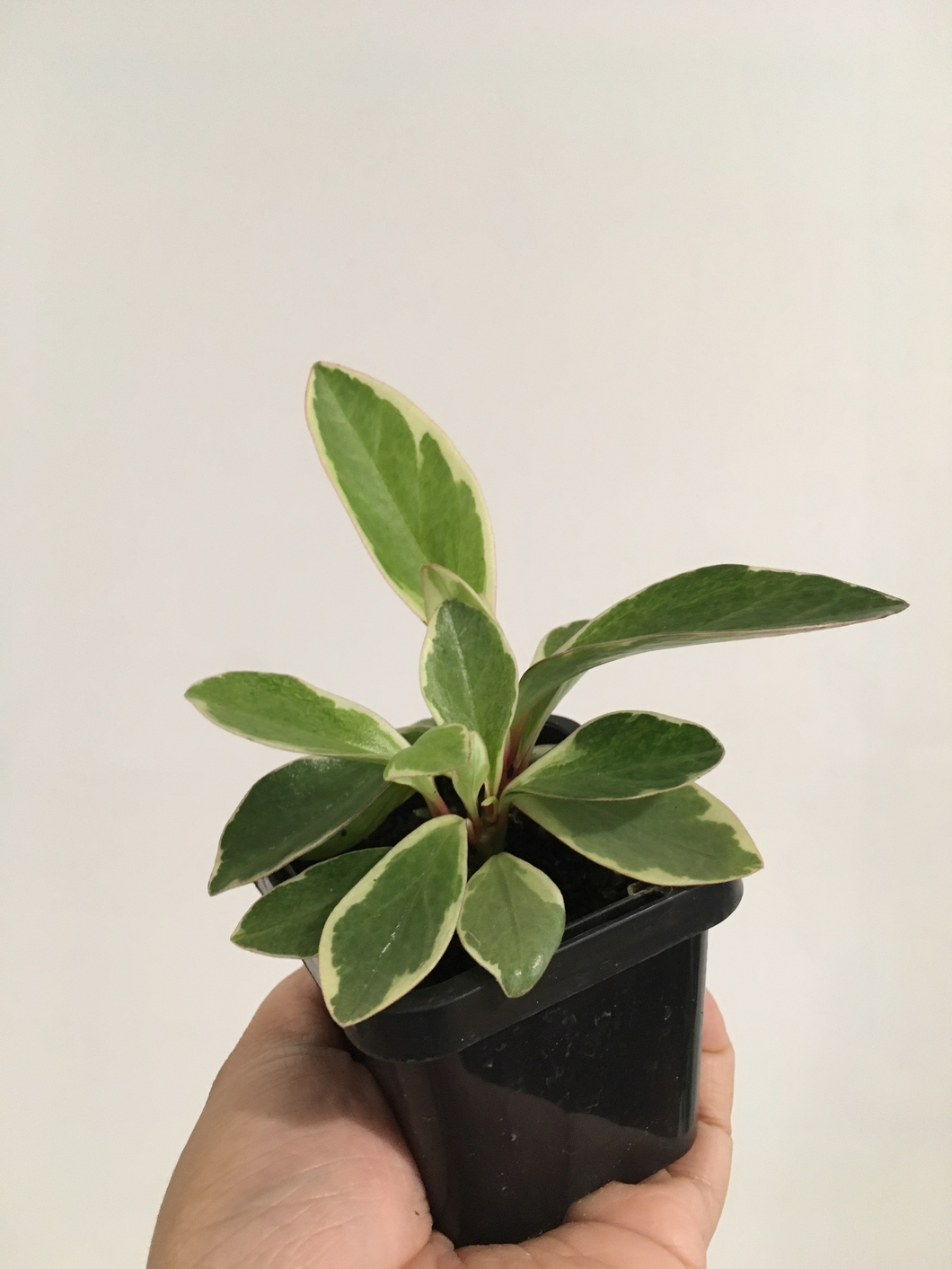 Peperomia Red Edge - Variegated in 7cm pot