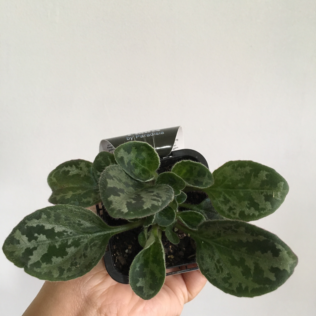 Primulina yungfuensis in 7cm pot