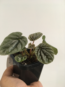 Peperomia Silver Ripple in 7cm pot