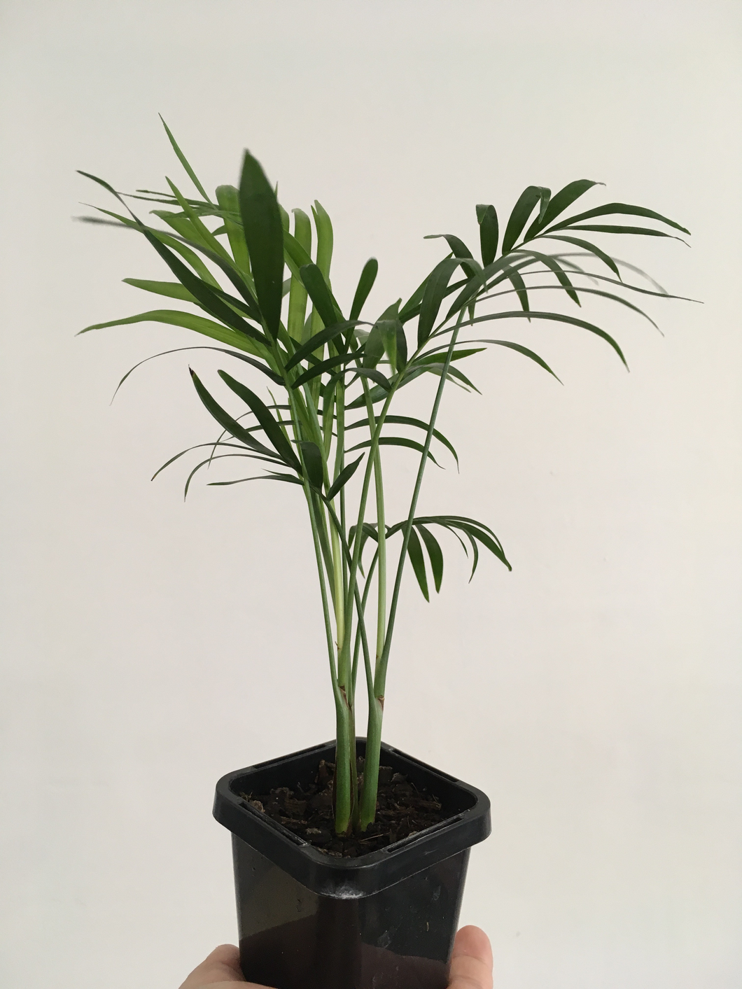 Parlour Palm in 7cm pot