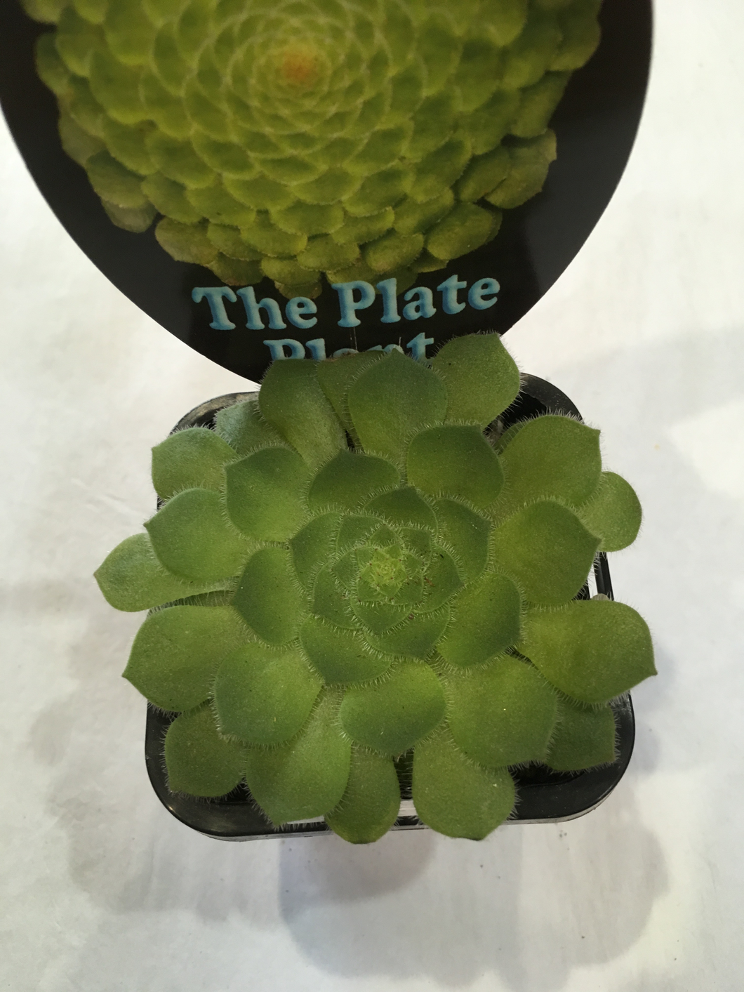 The Plate Plant in 7cm pot