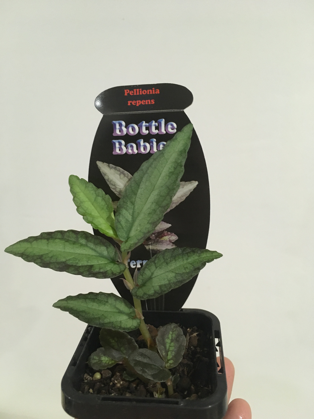 Pellionia repens in 7cm pot