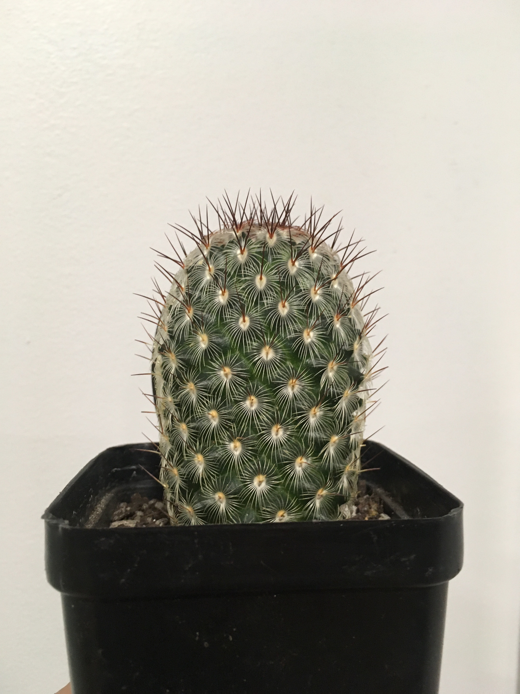 Mammillaria Microhelia in 10cm pot