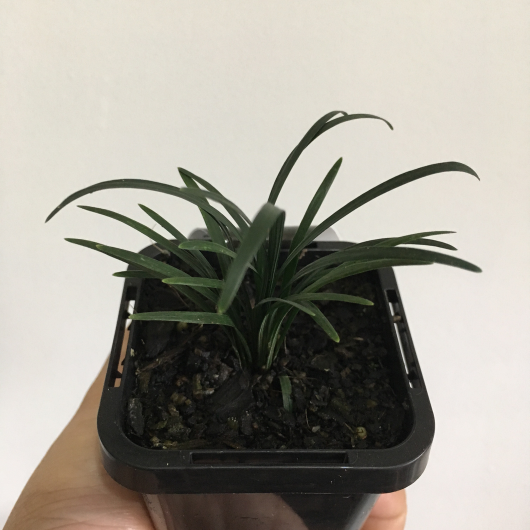 Dwarf Mondo Grass in 7cm pot