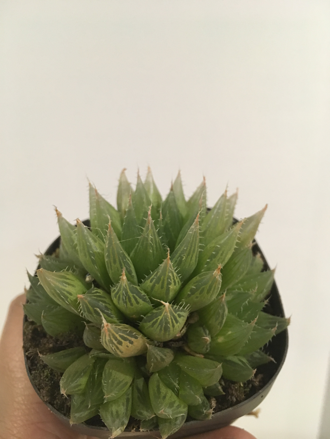 Haworthia cooperi in 7cm pot