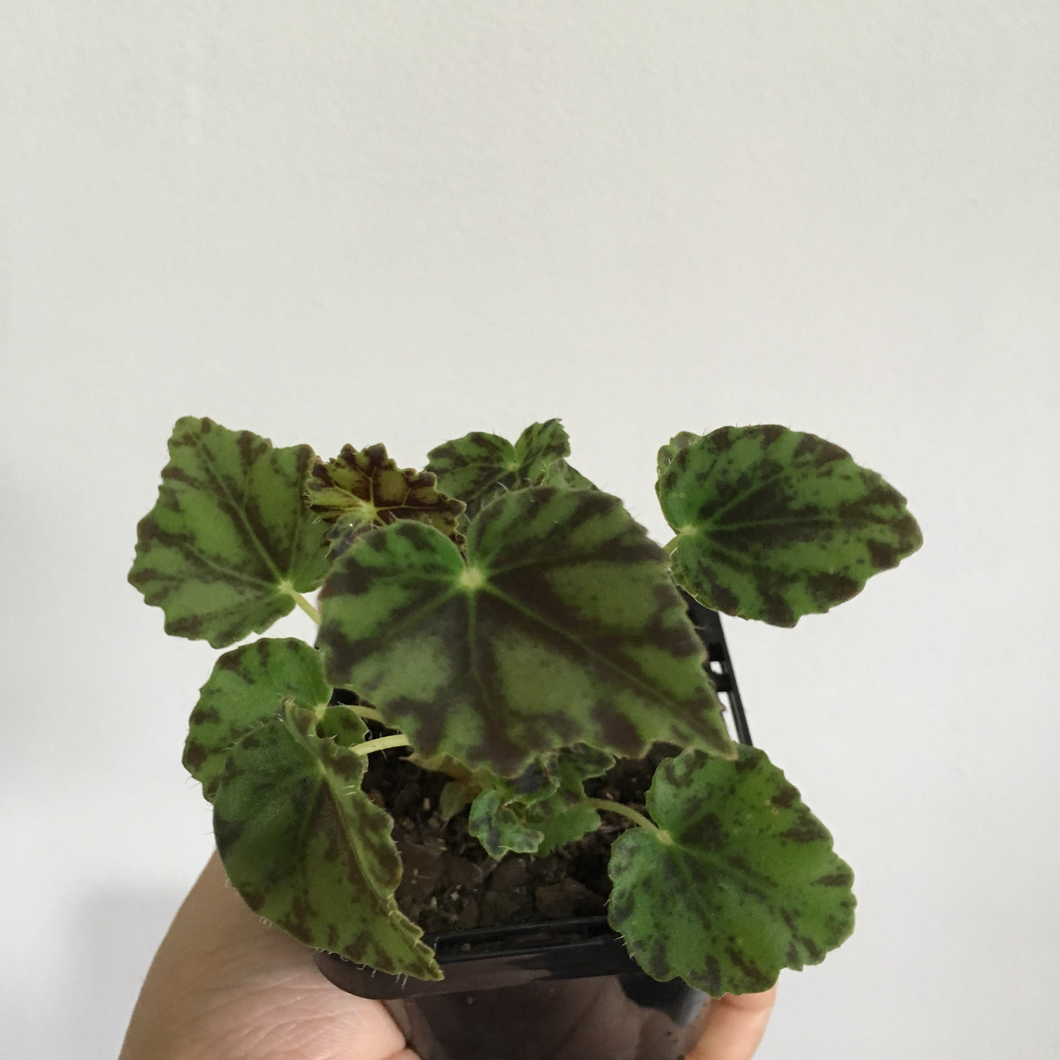 Begonia Boweri in 7cm pot