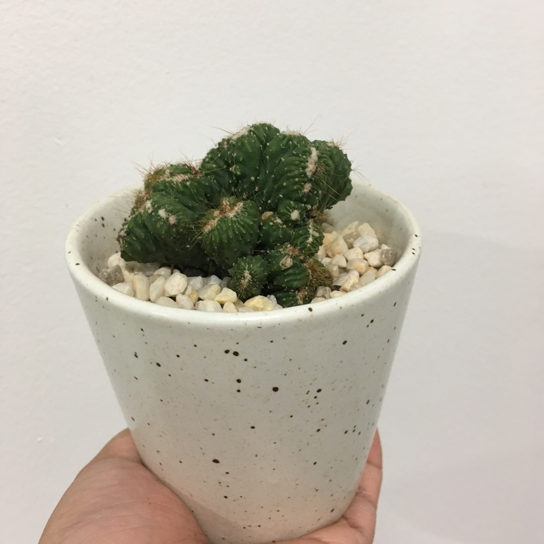 Cereus Monstrose in 8cm ceramic pot