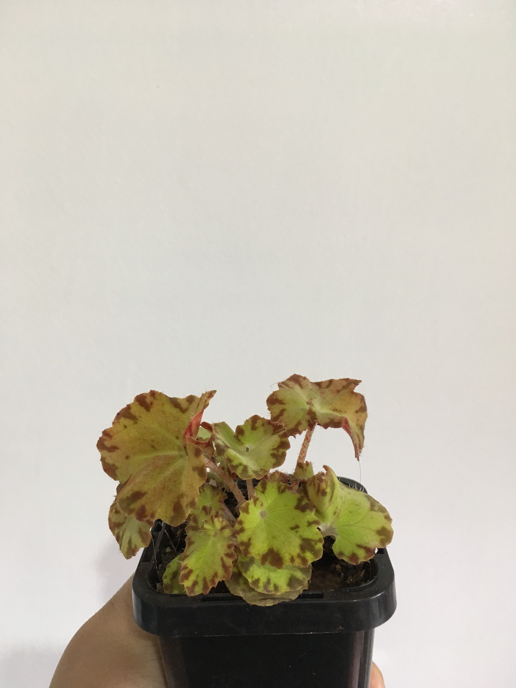 Begonia Sunset Blaze in 7cm pot