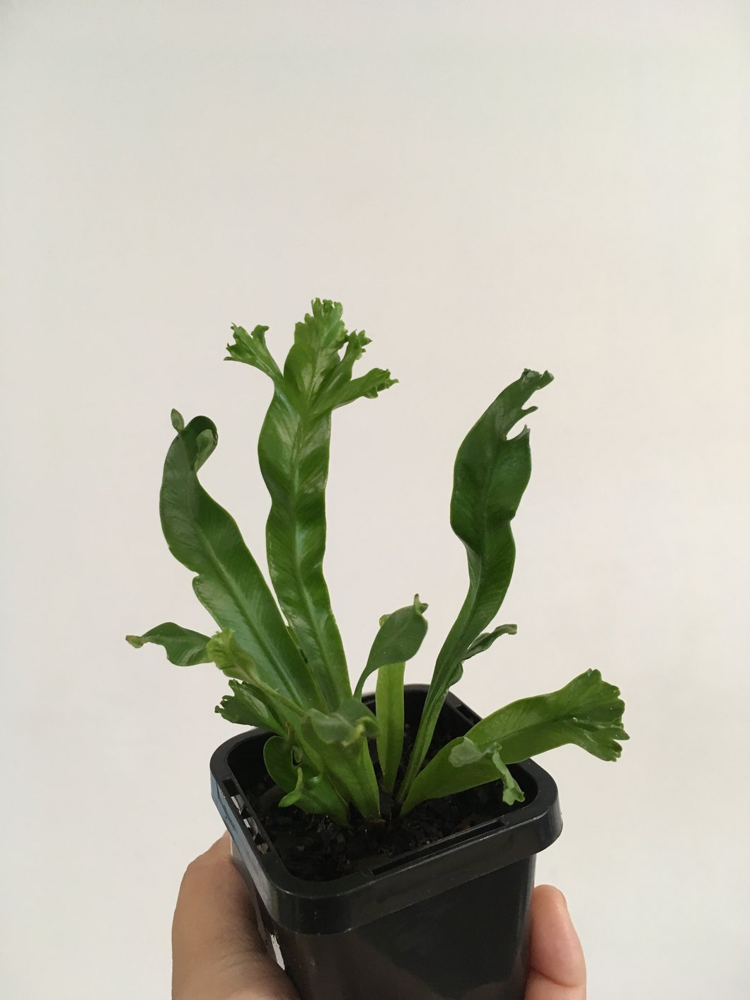 Asplenium Leslie in 7cm pot