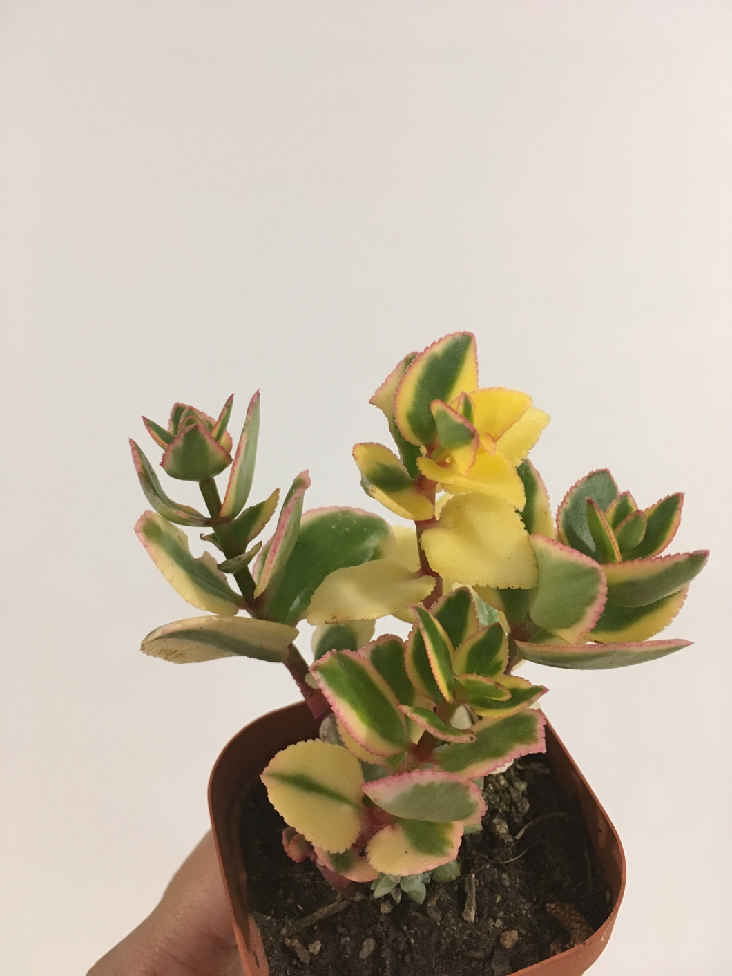 Crassula sarmentosa variegata in 7cm pot