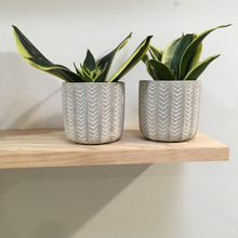 Load image into Gallery viewer, Sansevieria Hybrid in 8cm ceramic or cement pots
