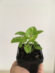 Syngonium Gold Allusion in 7cm pot