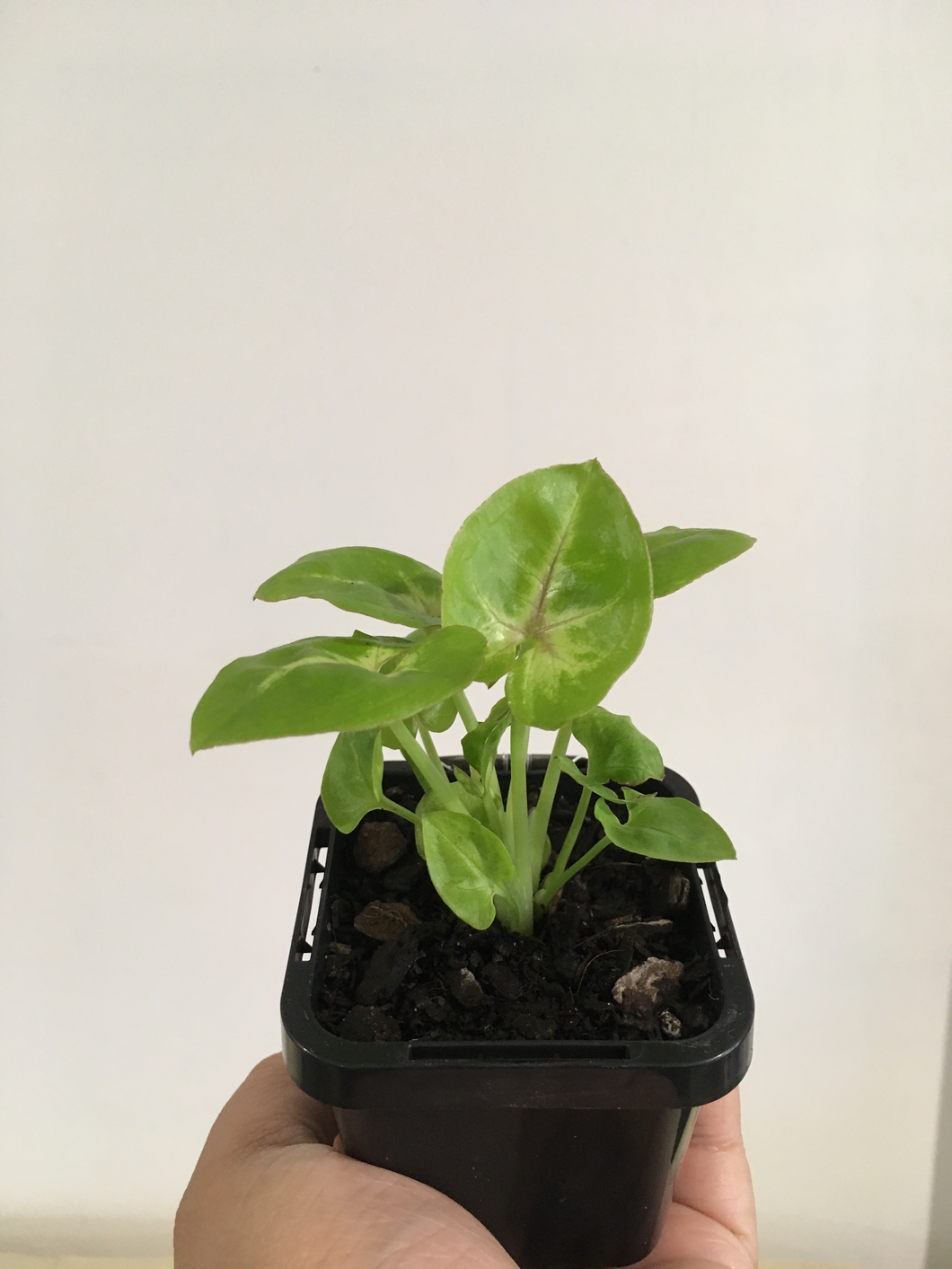 Syngonium Gold Allusion in 7cm pot