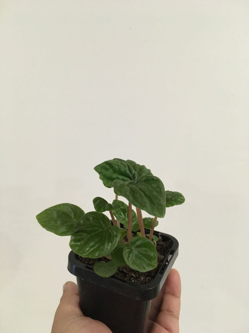 Peperomia Emerald Ripple in 7cm pot